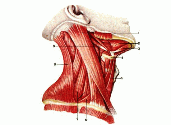 мышцы шеи, mm. colli (вид сбоку)