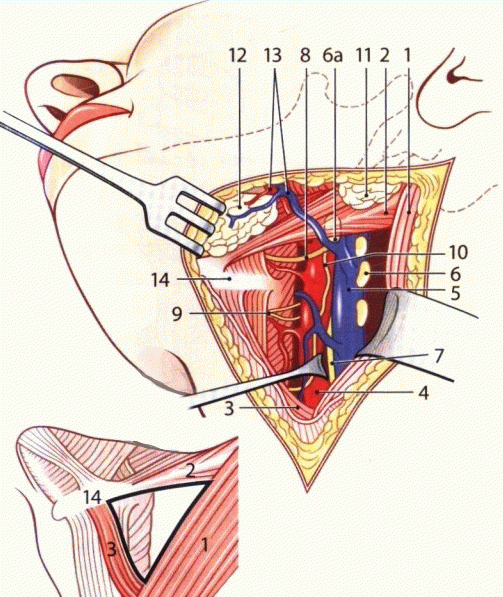 Верхний сонный треугольник
