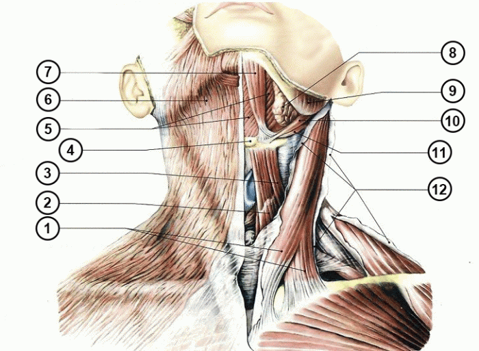 подкожная и другие мышцы шеи (вид спереди)