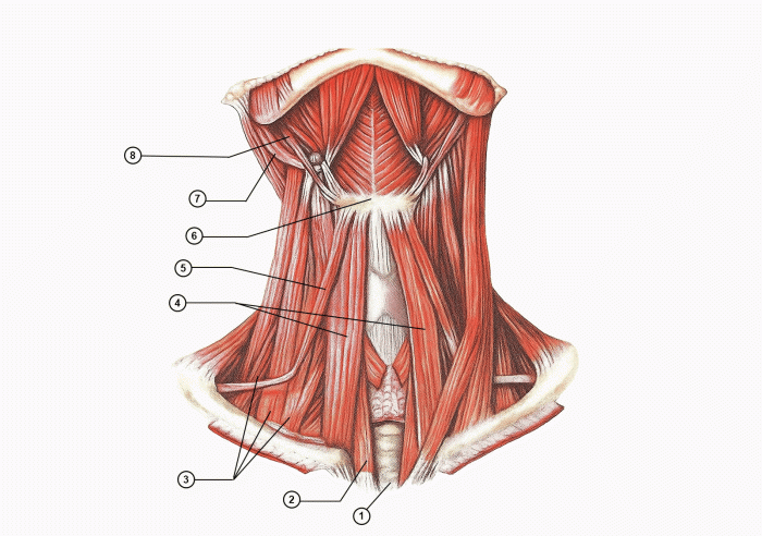 поверхностные мышцы шеи (вид спереди)
