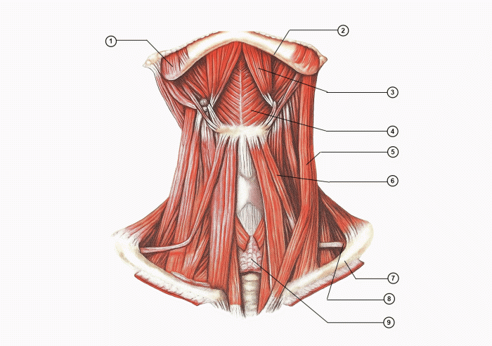 поверхностные мышцы шеи (вид спереди)
