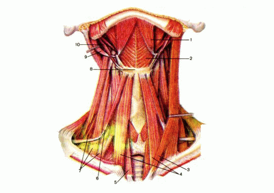 мышцы шеи, mm. colli, (вид спереди, справа грудино-ключично-сосцевидная мышца удалена)