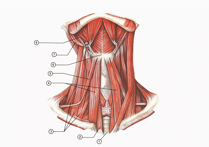 поверхностные мышцы шеи (вид спереди)
