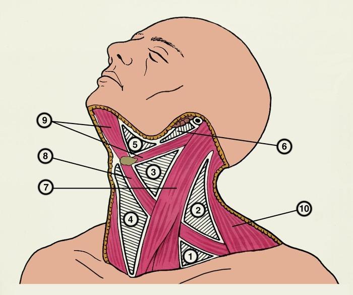треугольники и мышцы шеи