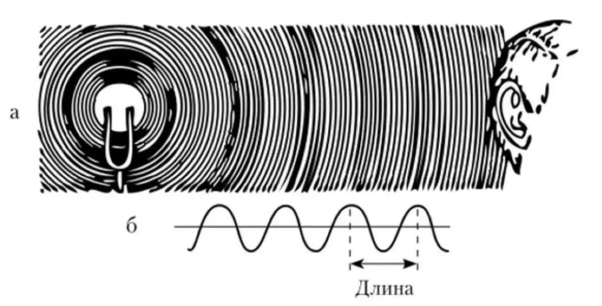 а) распространение звуковых волн в среде, создаваемых колеблющимся камертоном и воспринимаемых ухомб) график колебаний, где "Длина" обозначает длину волны – расстояние между двумя последовательными точками в одной фазе колебаний, например, между двумя соседними максимумами (гребнями) или минимумами (впадинами) волны.