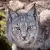 user 8266 (#8266)