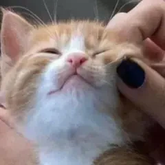 user 8708 (#8708)